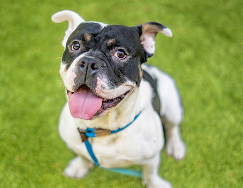 BANDIT, an adoptable American Bulldog in San Jose, CA