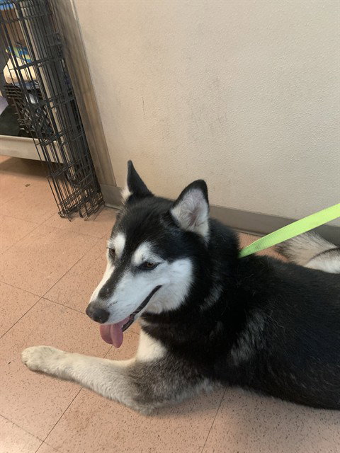 NALA, an adoptable Siberian Husky in San Jose, CA
