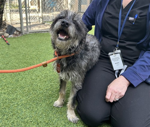 OLIVER, an adoptable Miniature Schnauzer in San Jose, CA