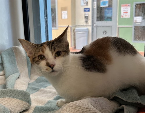 HEART, an adoptable Domestic Short Hair in San Jose, CA