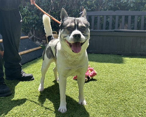 FITZY, an adoptable Pit Bull Terrier in San Jose, CA