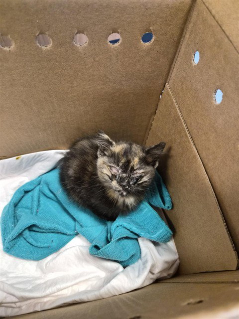CRICKET, an adoptable Domestic Short Hair in San Jose, CA