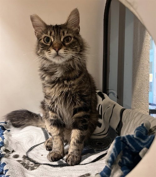 DAFFY, Young Domestic Short Hair (medium coat), cat for adoption in Cupertino, California