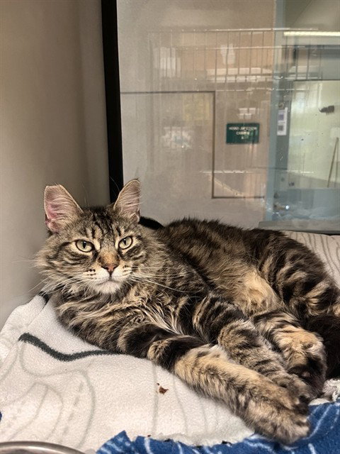 DAFFY, Young Domestic Short Hair (medium coat), cat for adoption in Campbell, California