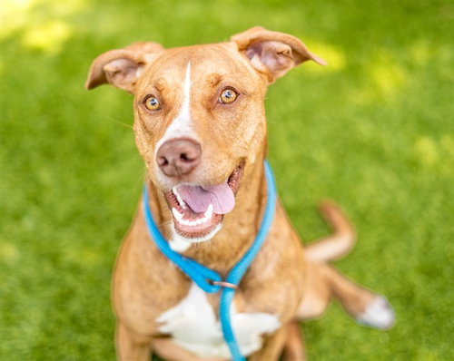 ALANI, an adoptable French Brittany in San Jose, CA