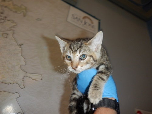 CYRUS