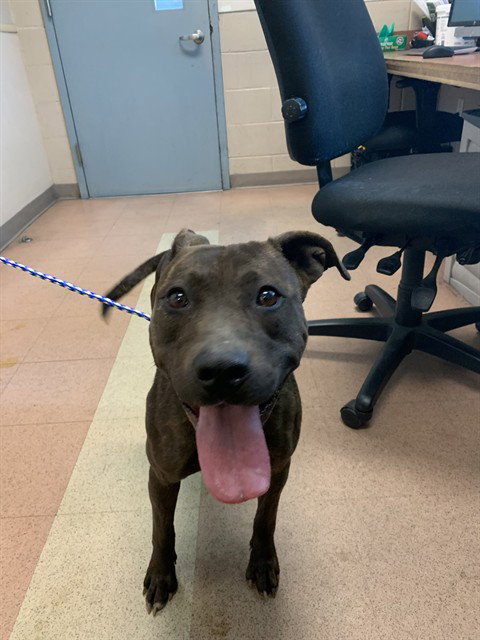 DIAMOND, an adoptable American Pit Bull Terrier in San Jose, CA