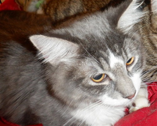 INKY, an adoptable Domestic Short Hair in San Jose, CA