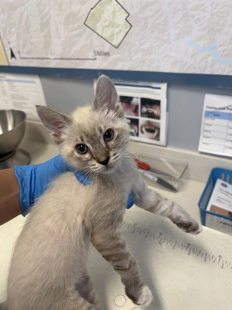 WINGSTOP, an adoptable Domestic Short Hair in San Jose, CA