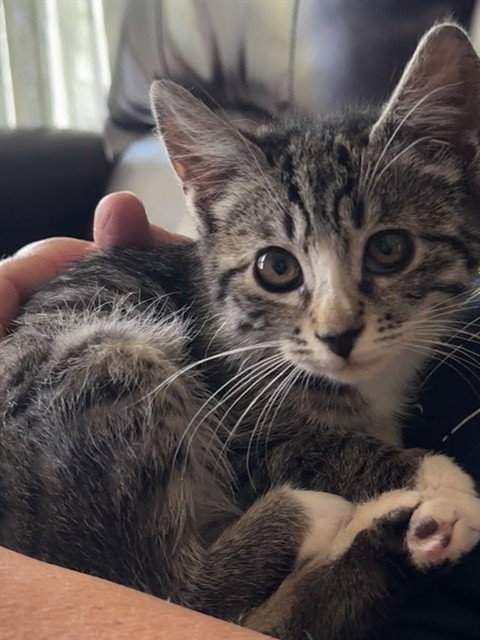 BELLA, an adoptable Domestic Short Hair in San Jose, CA