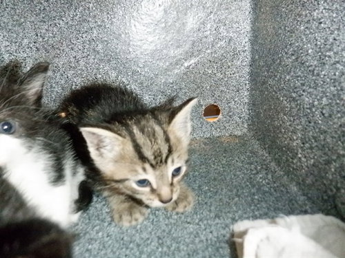 SUGA, an adoptable Domestic Short Hair in San Jose, CA