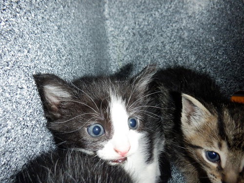 RN, an adoptable Domestic Short Hair in San Jose, CA
