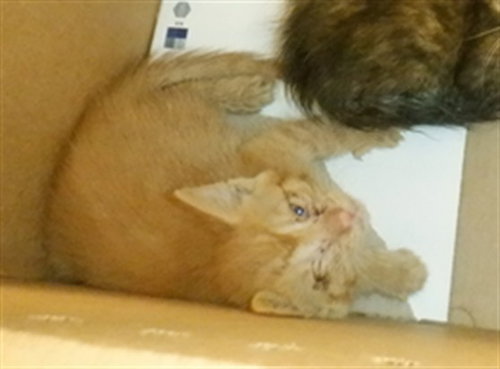HAN, an adoptable Domestic Short Hair in San Jose, CA