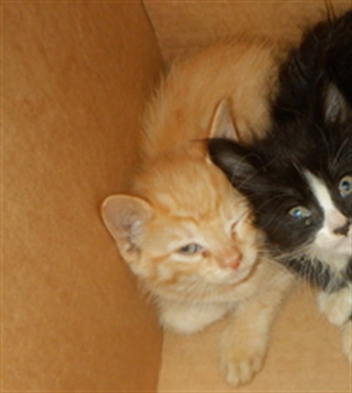 ADAM, an adoptable Domestic Short Hair in San Jose, CA