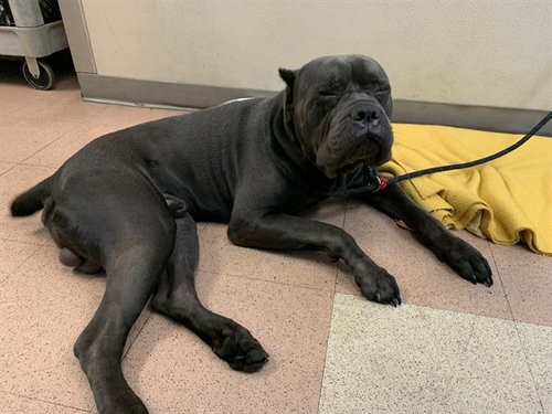 SANTO, an adoptable Cane Corso Mastiff in San Jose, CA