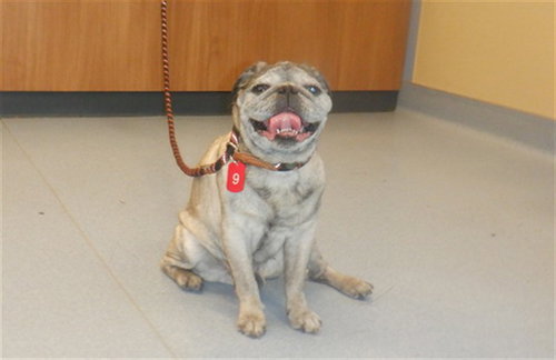 PUGGLE