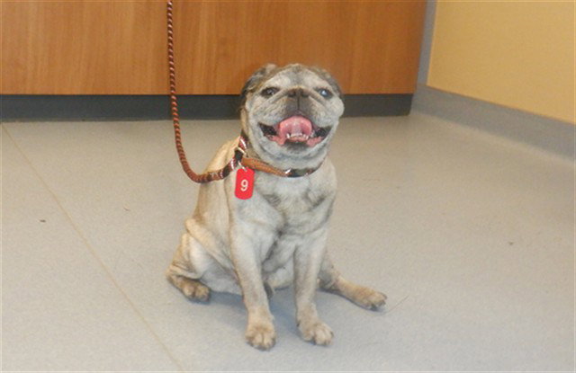PUGGLE