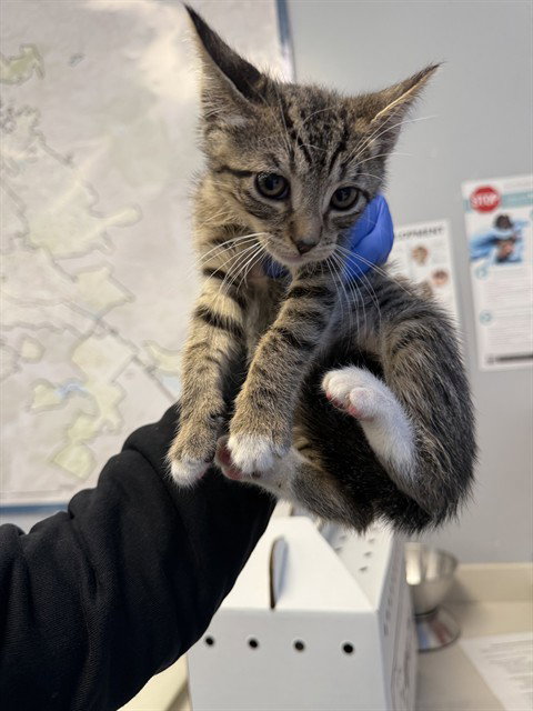 BOWIE