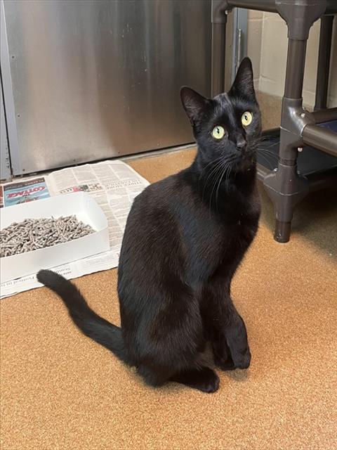 SAM, Adult Domestic Short Hair (medium coat), cat for adoption in Cupertino, California