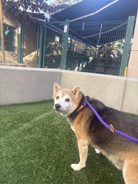 KUMA BEAR