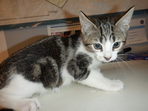 A1404369, Baby Domestic Short Hair (medium coat), cat for adoption in Santa Clara, California