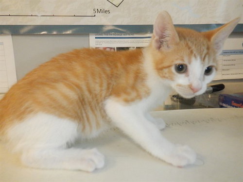 A1404373, Baby Domestic Short Hair (medium coat), cat for adoption in Santa Clara, California