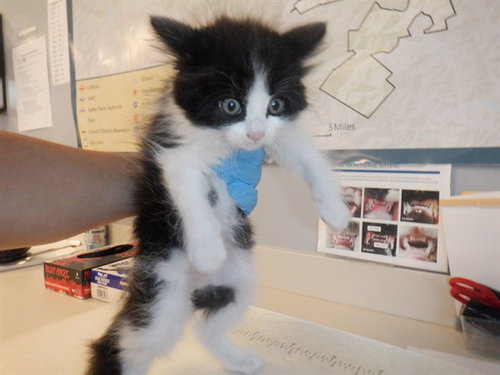 A1404823, Baby Domestic Short Hair (medium coat), cat for adoption in Santa Clara, California