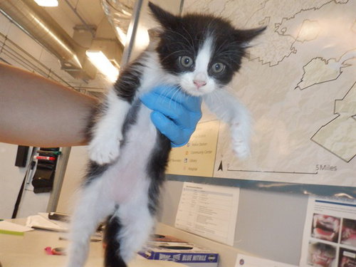 A1404824, Baby Domestic Short Hair (medium coat), cat for adoption in Santa Clara, California
