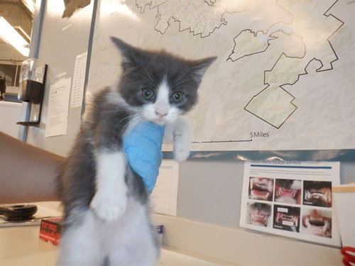 A1404826, Baby Domestic Short Hair (medium coat), cat for adoption in Santa Clara, California