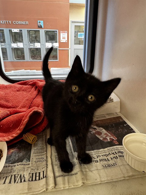 SIDHE, Baby Domestic Short Hair (medium coat), cat for adoption in Livermore, California