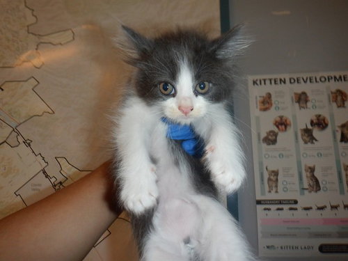 A1404828, Baby Domestic Short Hair (medium coat), cat for adoption in Santa Clara, California