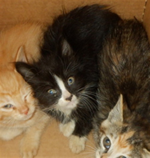 KNIGHT, Baby Domestic Short Hair (medium coat), cat for adoption in Santa Clara, California