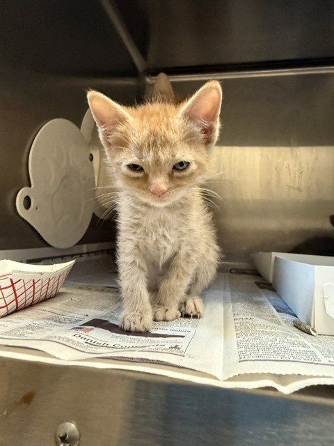 SUNLIGHT, Baby Domestic Long Hair (medium coat), cat for adoption in Santa Clara, California