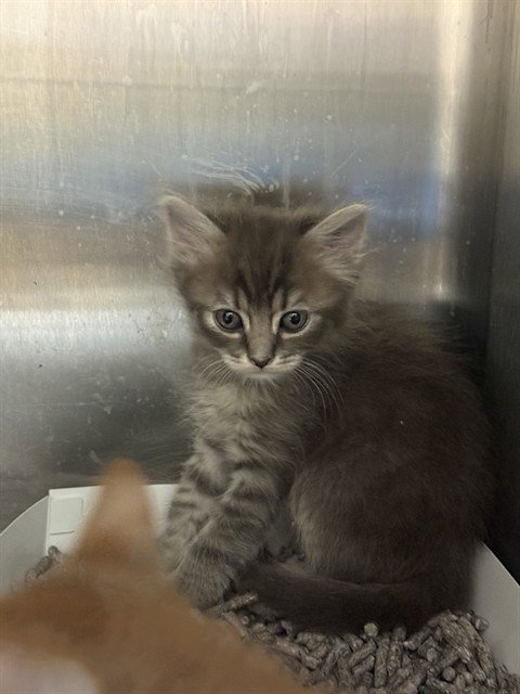 SARDINE, Baby Domestic Long Hair (medium coat), cat for adoption in Santa Clara, California