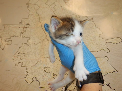 ZEKE, Baby Domestic Short Hair (medium coat), cat for adoption in Santa Clara, California
