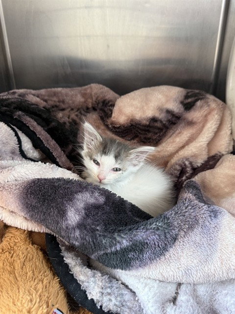 SASSY, Baby Domestic Short Hair (medium coat), cat for adoption in Santa Clara, California
