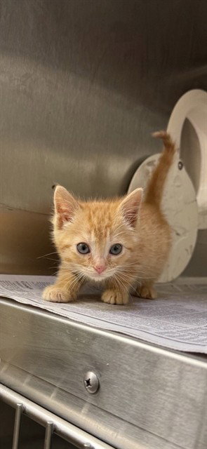 TOFFEE, Baby Domestic Short Hair (medium coat), cat for adoption in Santa Clara, California