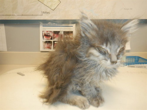 SIR CRISP, Baby Domestic Medium Hair (medium coat), cat for adoption in Santa Clara, California