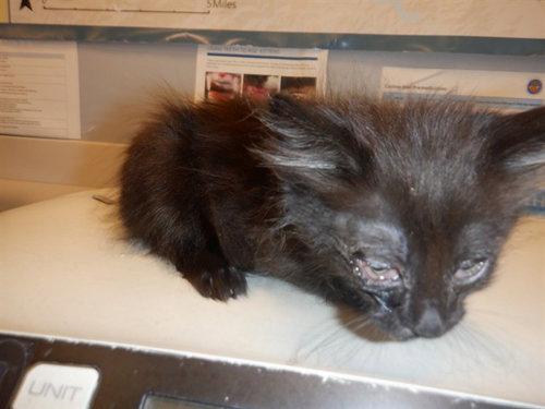 CALYPSO, Baby Domestic Medium Hair (medium coat), cat for adoption in Santa Clara, California