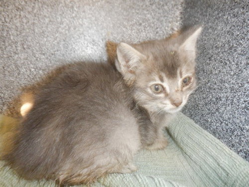 CHARCOAL, Baby Domestic Medium Hair (medium coat), cat for adoption in Santa Clara, California