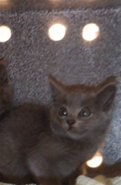 ASHY, Baby Domestic Short Hair (medium coat), cat for adoption in Santa Clara, California