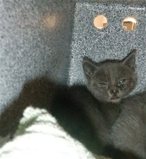 CHALK, Baby Domestic Short Hair (medium coat), cat for adoption in Santa Clara, California