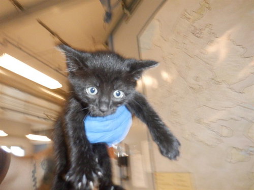 BOLT, Baby Domestic Short Hair (medium coat), cat for adoption in Santa Clara, California
