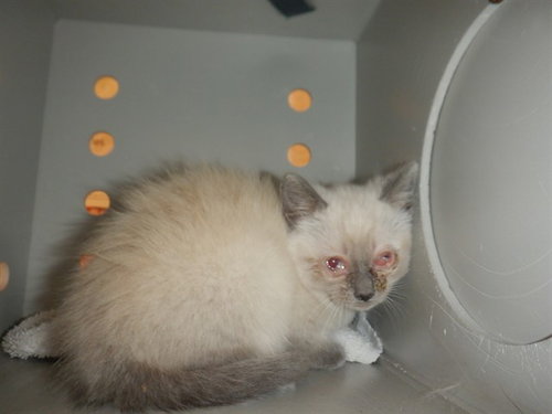 MATEO, Baby Domestic Medium Hair (medium coat), cat for adoption in Gilroy, California