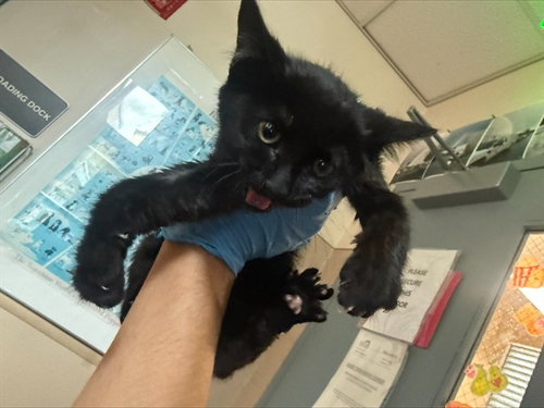 ZURI, Baby Domestic Short Hair (medium coat), cat for adoption in Santa Clara, California