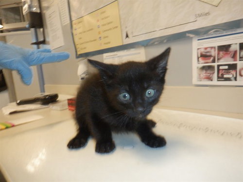 PANIKI, Baby Domestic Short Hair (medium coat), cat for adoption in Santa Clara, California