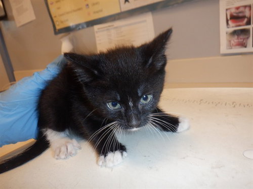 KUNGURU, Baby Domestic Short Hair (medium coat), cat for adoption in Santa Clara, California