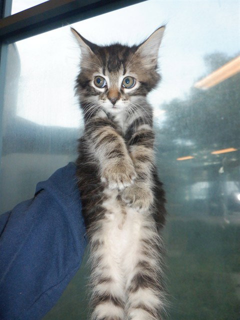 WAFFLES, Baby Domestic Short Hair (medium coat), cat for adoption in Santa Clara, California