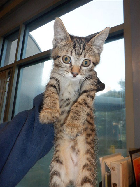 PUDDING, Baby Domestic Short Hair (medium coat), cat for adoption in Gilroy, California
