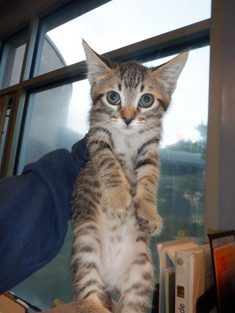 MAPLE, Baby Domestic Short Hair (medium coat), cat for adoption in Gilroy, California